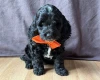 Cockapoo
