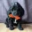 Cockapoo