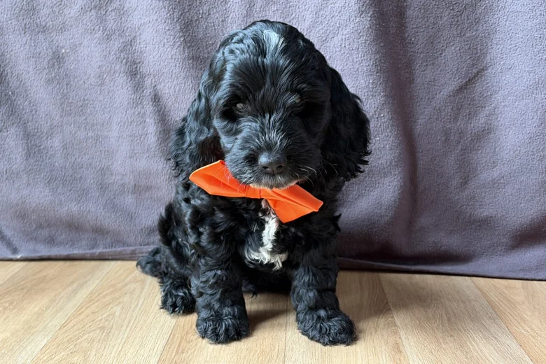 Cockapoo