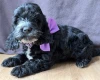 Cockapoo