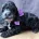 Cockapoo