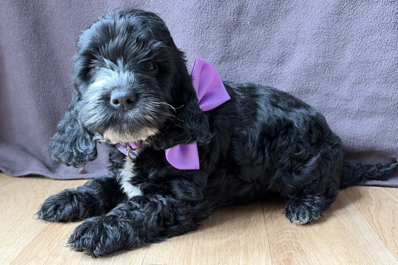 Cockapoo