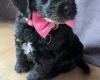 Cockapoo