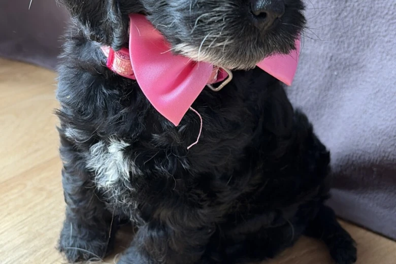 Cockapoo