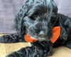Cockapoo