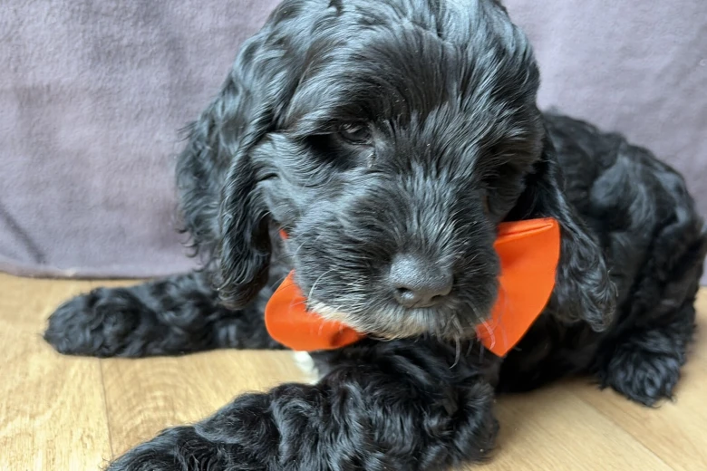 Cockapoo