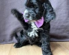 Cockapoo