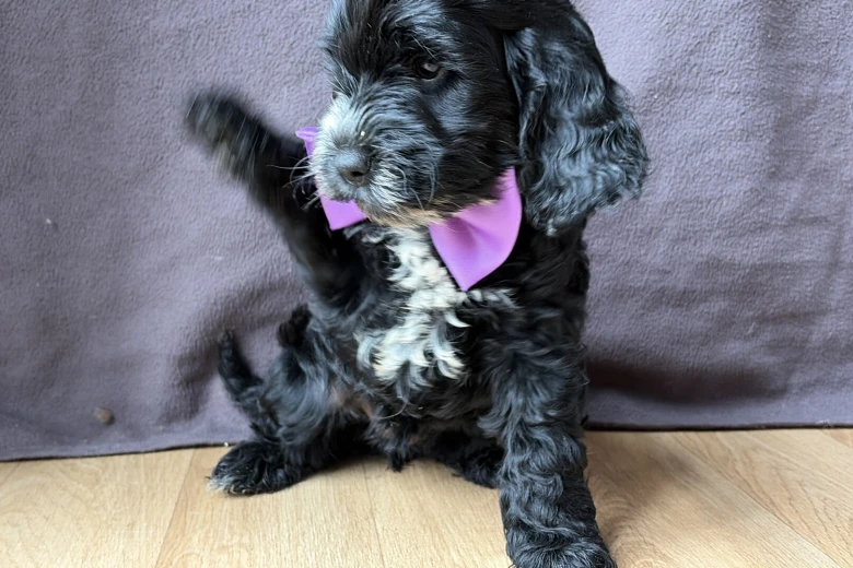 Cockapoo
