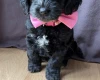 Cockapoo