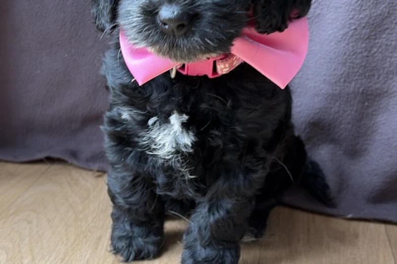 Cockapoo