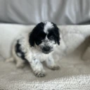 Cockapoo