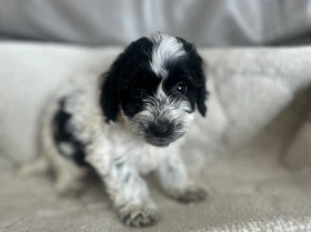 Cockapoo