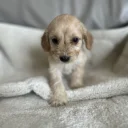 Cockapoo