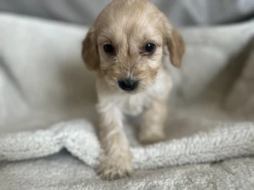 Cockapoo