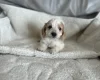 Cockapoo