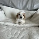 Cockapoo