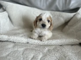 Cockapoo