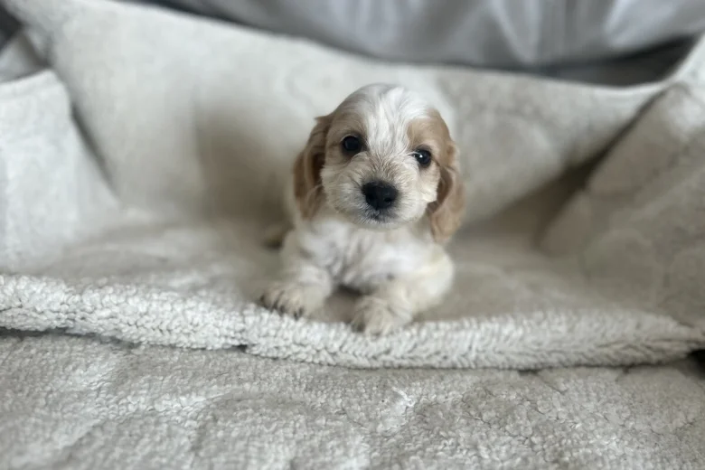 Cockapoo