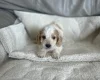 Cockapoo