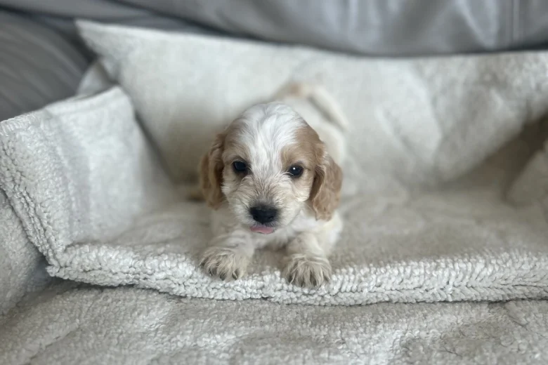 Cockapoo