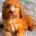 Cockapoo