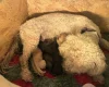 Cockapoo