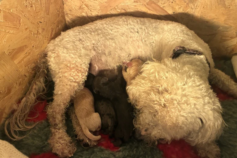 Cockapoo
