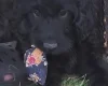 Cockapoo