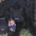Cockapoo