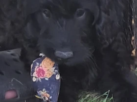 Cockapoo