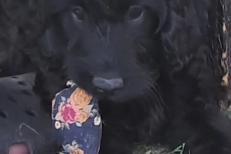 Cockapoo