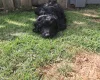 Cockapoo