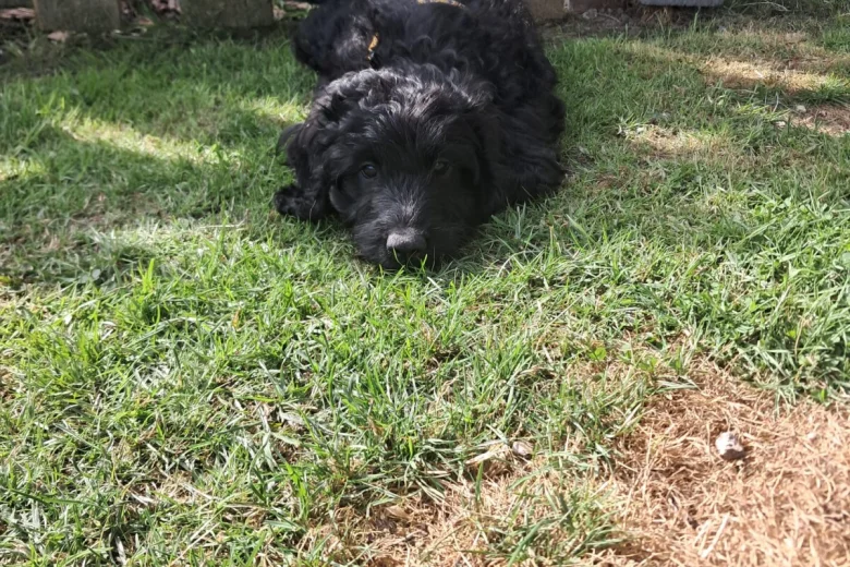 Cockapoo