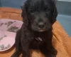 Cockapoo