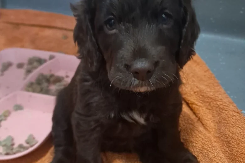 Cockapoo