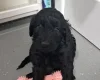 Cockapoo