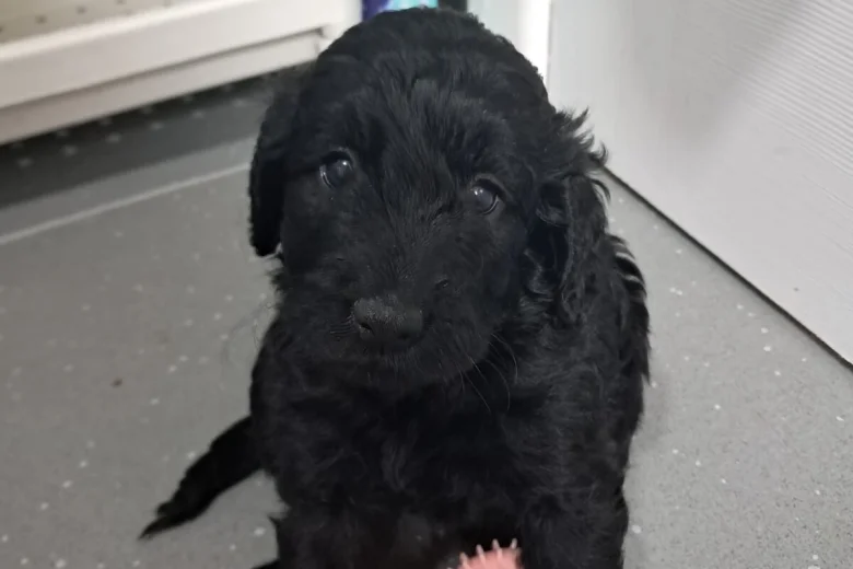 Cockapoo