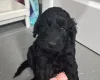 Cockapoo