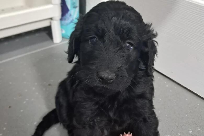 Cockapoo