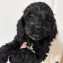 Cockapoo