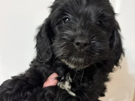 Cockapoo
