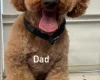 Cockapoo