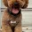 Cockapoo