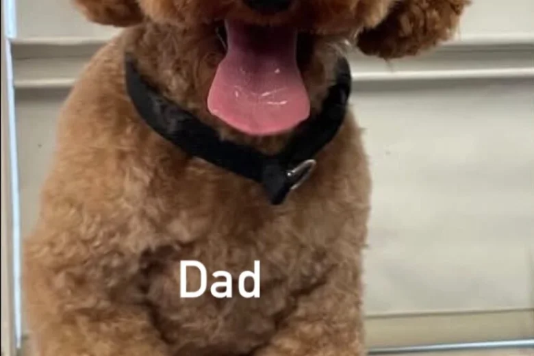 Cockapoo
