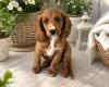 Cockapoo