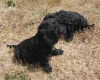 Cockapoo