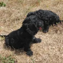 Cockapoo