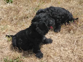 Cockapoo