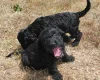 Cockapoo