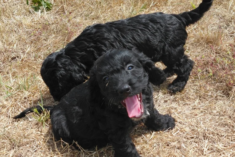 Cockapoo